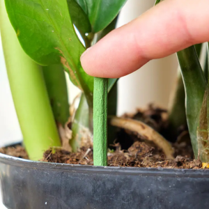 Plant Nutrition Sticks: Easy Care for Thriving Plants